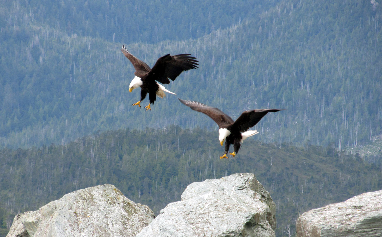 bald eagle eagles free photo