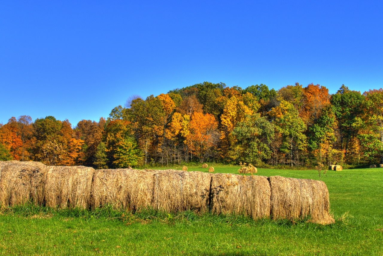 bale hay straw free photo