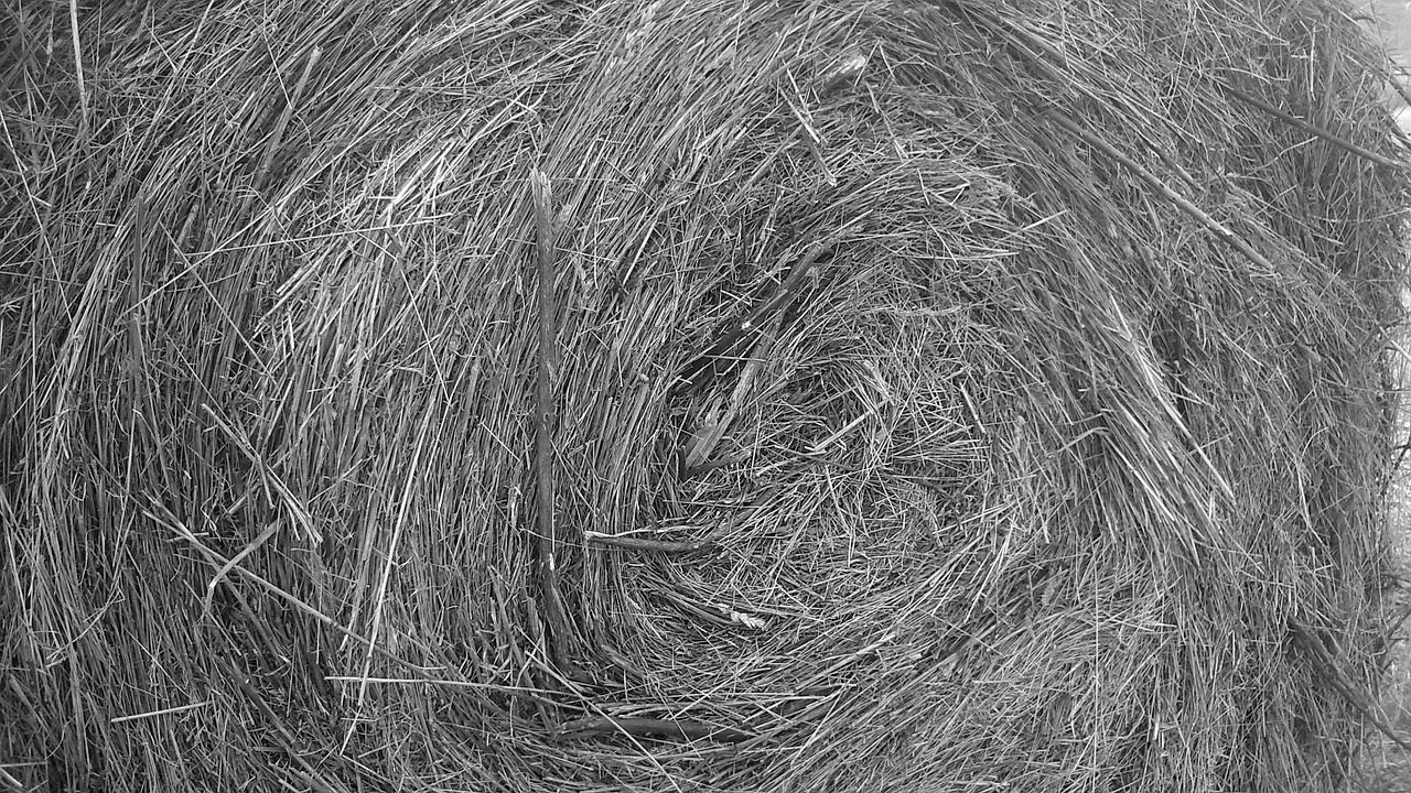 bale of hay field summer free photo