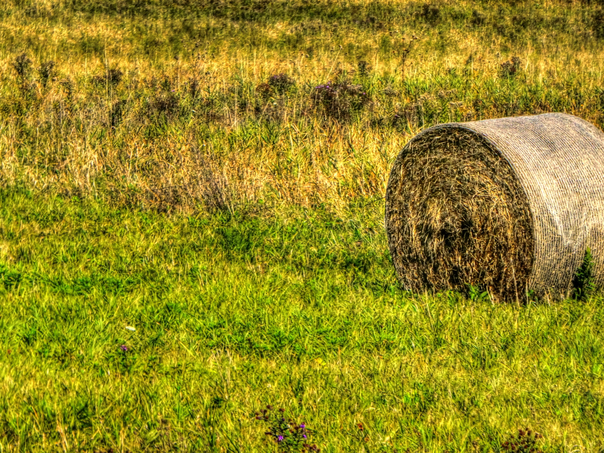 hay bale hay bale free photo