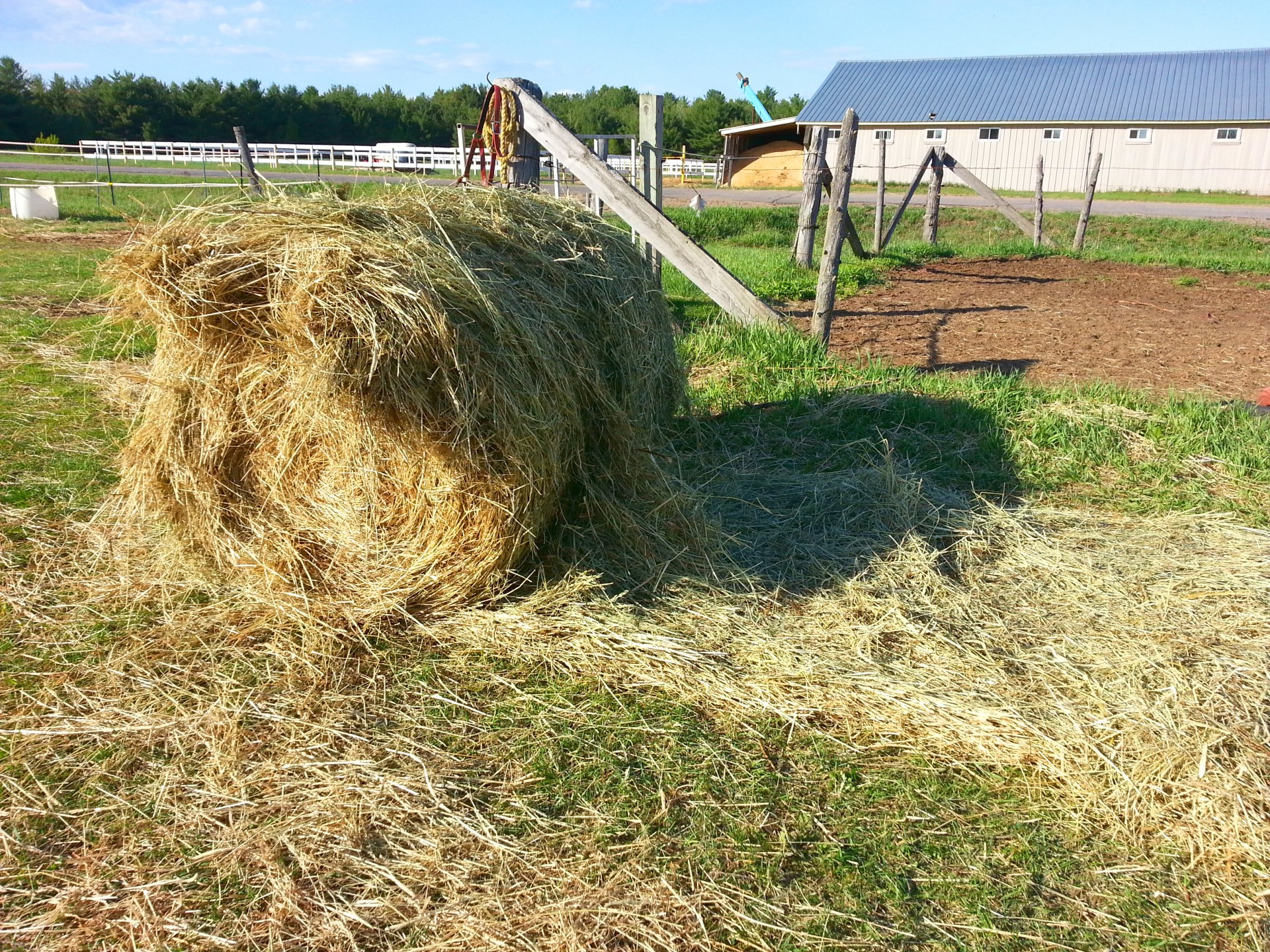 hay food horse free photo