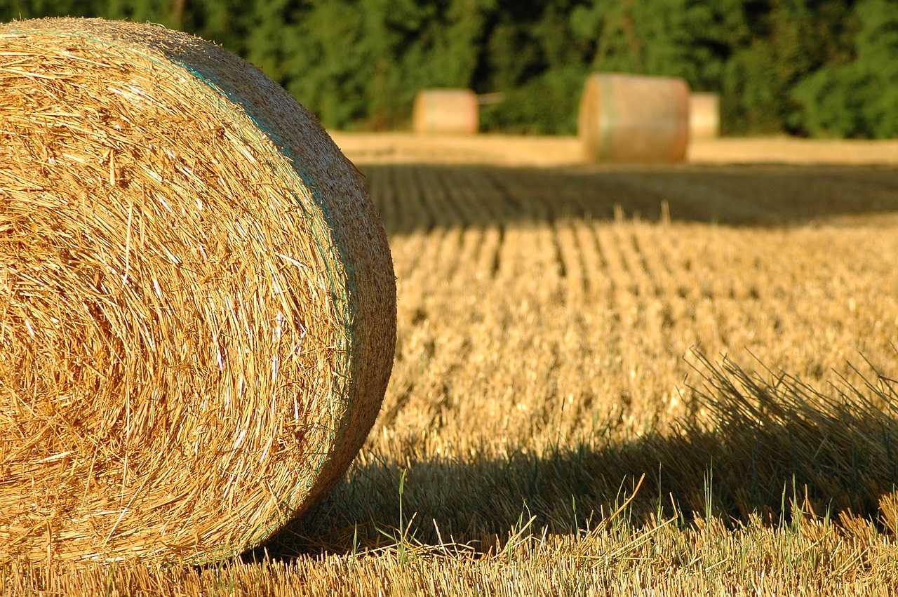 bale of straw  summer  hay free photo