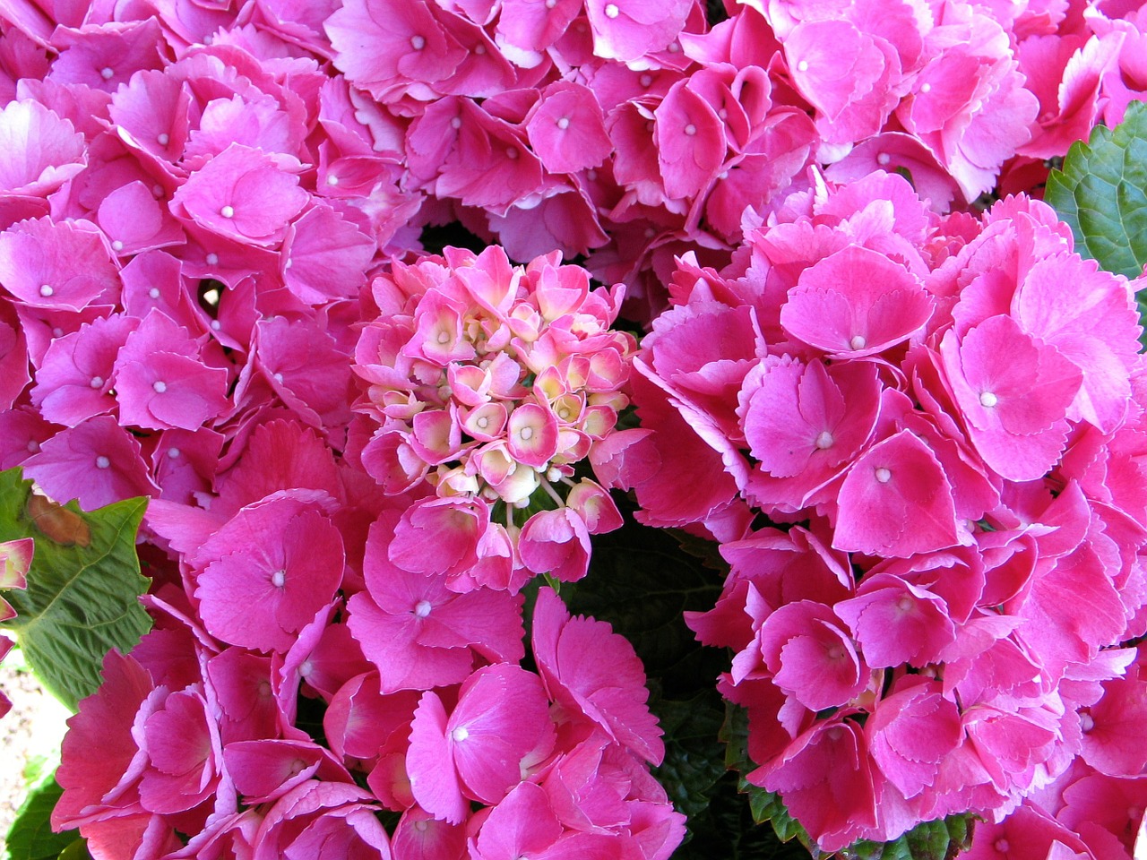 bale stock hydrangea pink free photo