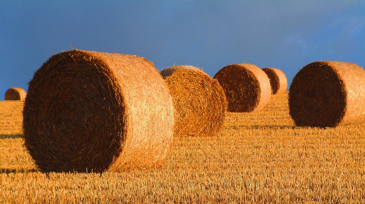 bales straw harvest free photo