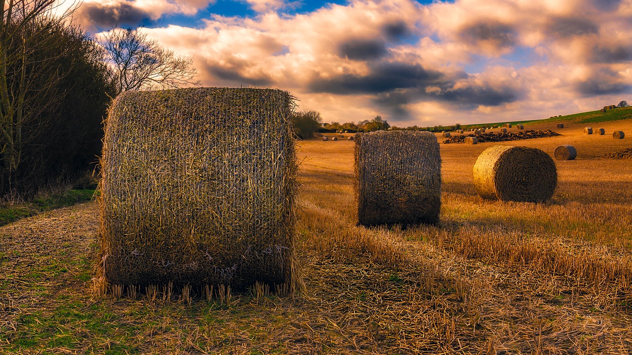 bales hay field free photo