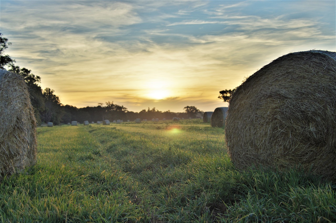 bales  hay  autumn free photo