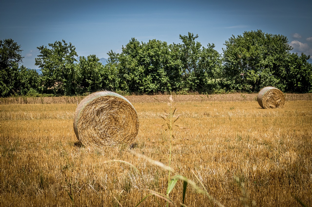 bales  hay  bale free photo