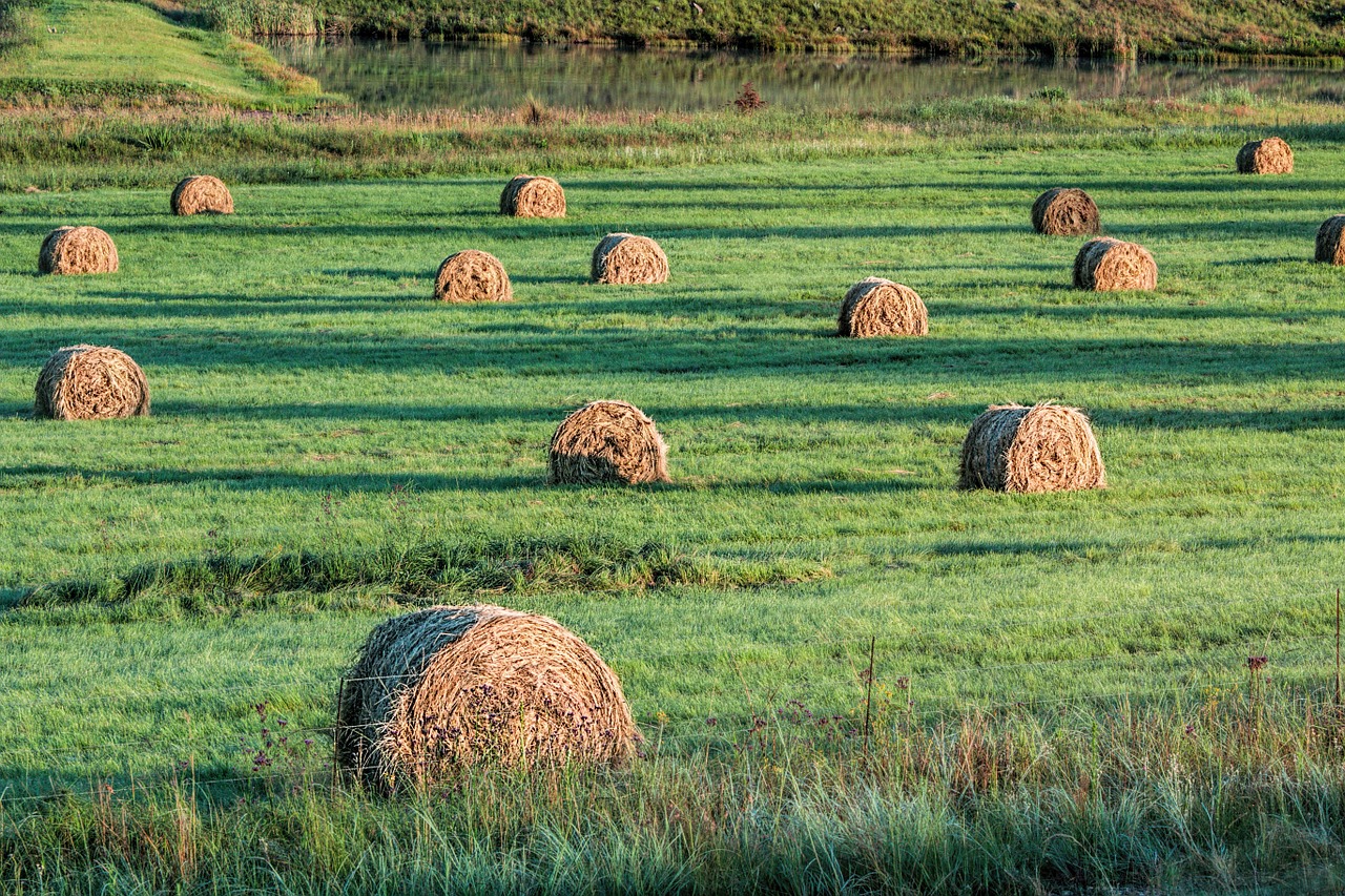 bales fodder hay free photo