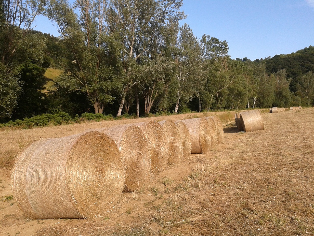 bales straw campaign free photo