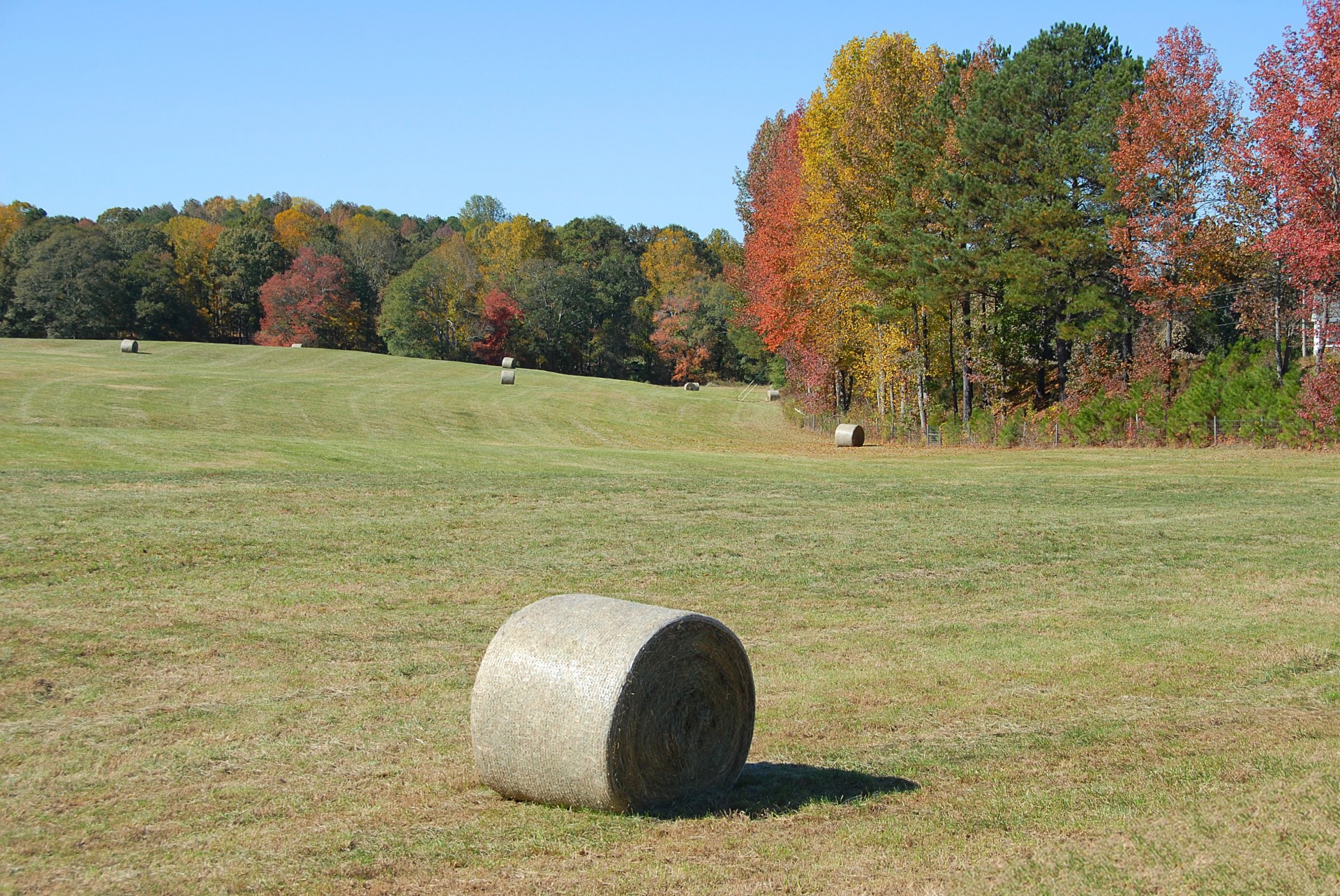 bales hay feed free photo