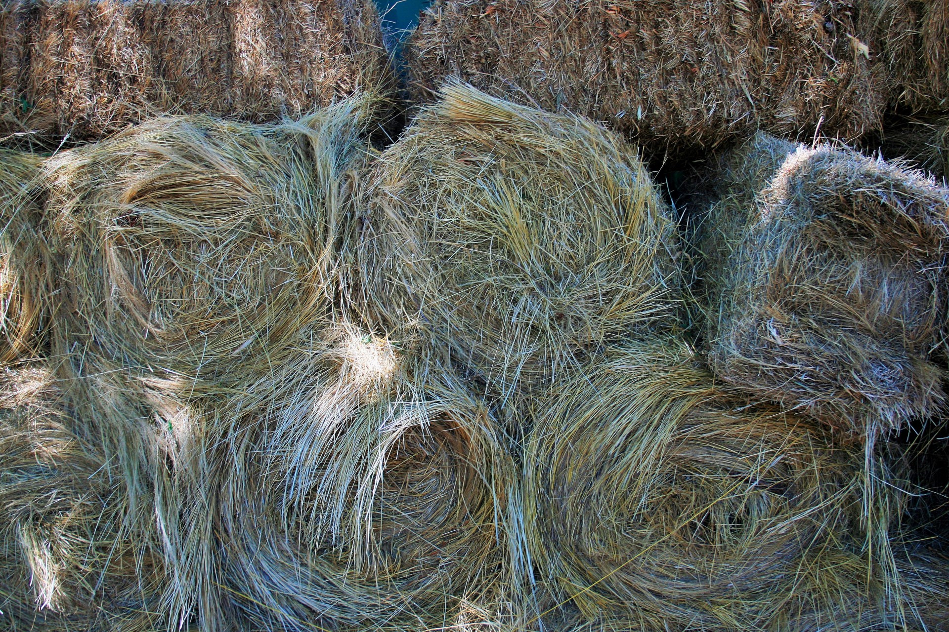 bales hay feed free photo