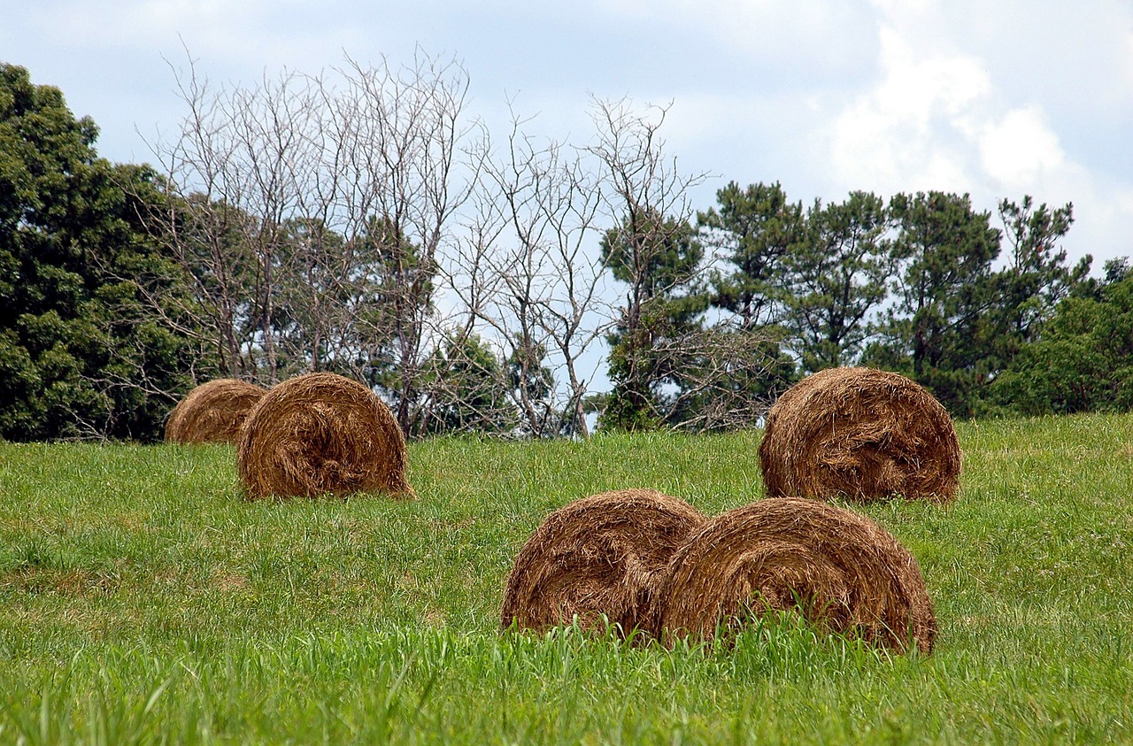 bales of hay rural agriculture free photo