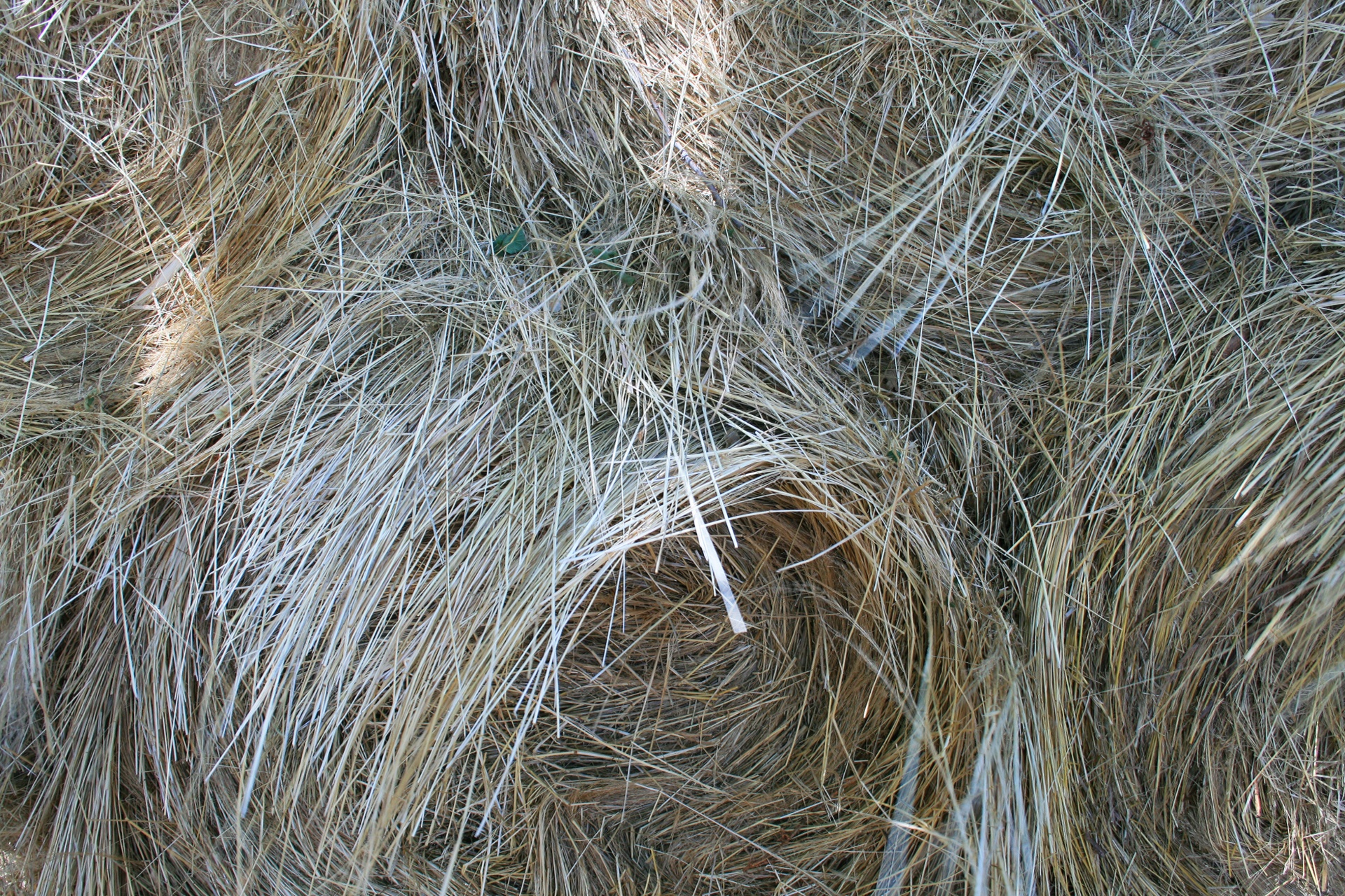 hay baled rolled free photo