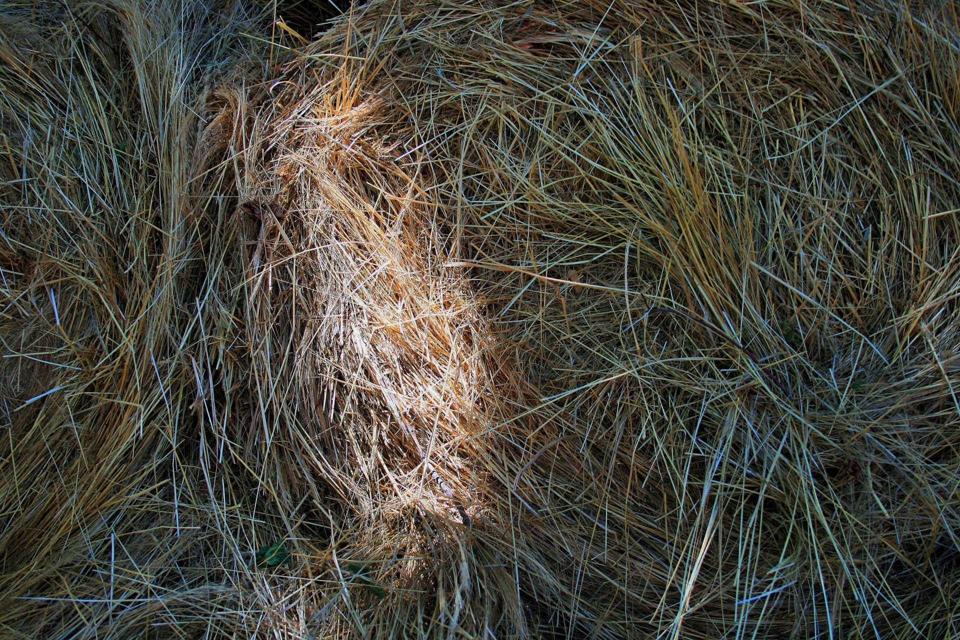 bales hay feed free photo