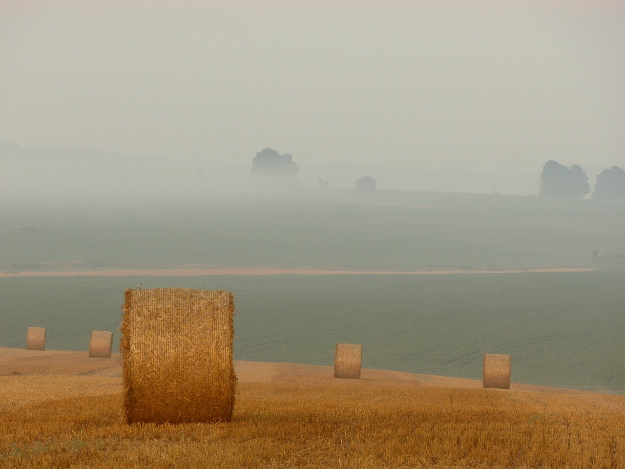 bales of straw straw hay free photo