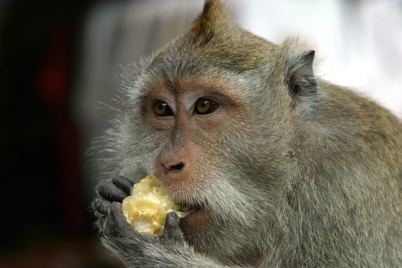 bali monkey animal free photo
