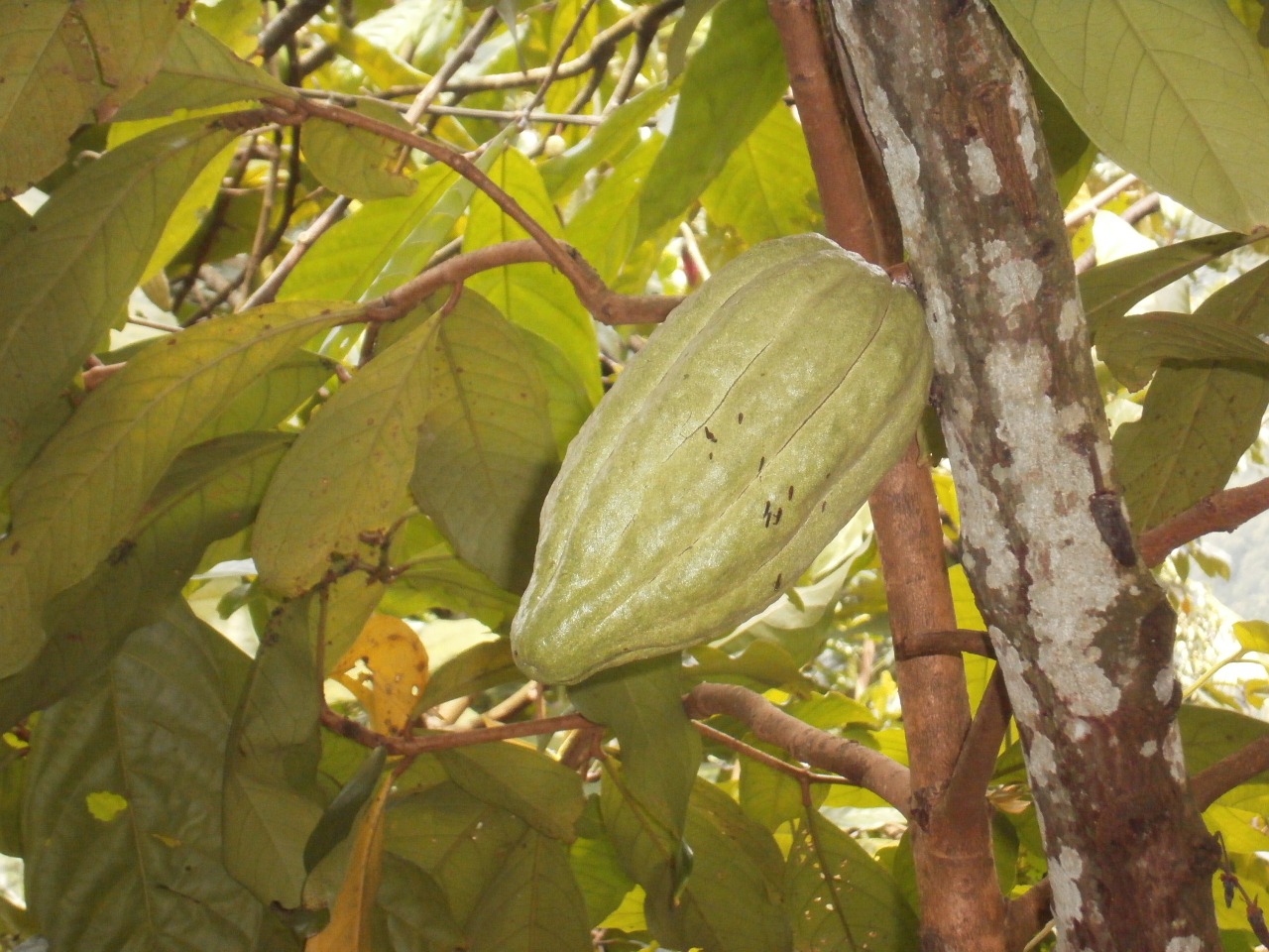 bali cocoa plant holiday free photo