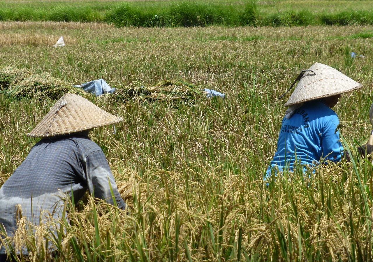 bali rice fields chineese free photo