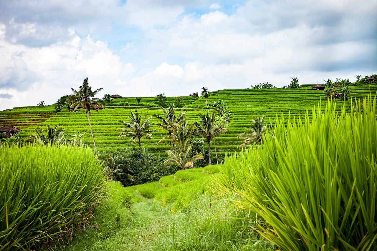 bali rice terraces landscape free photo