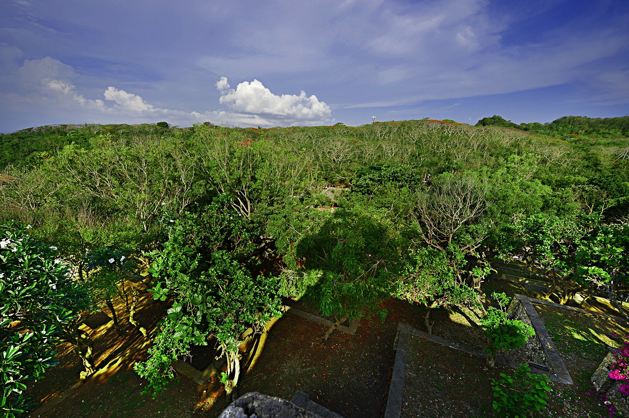 bali trees blue sky free photo