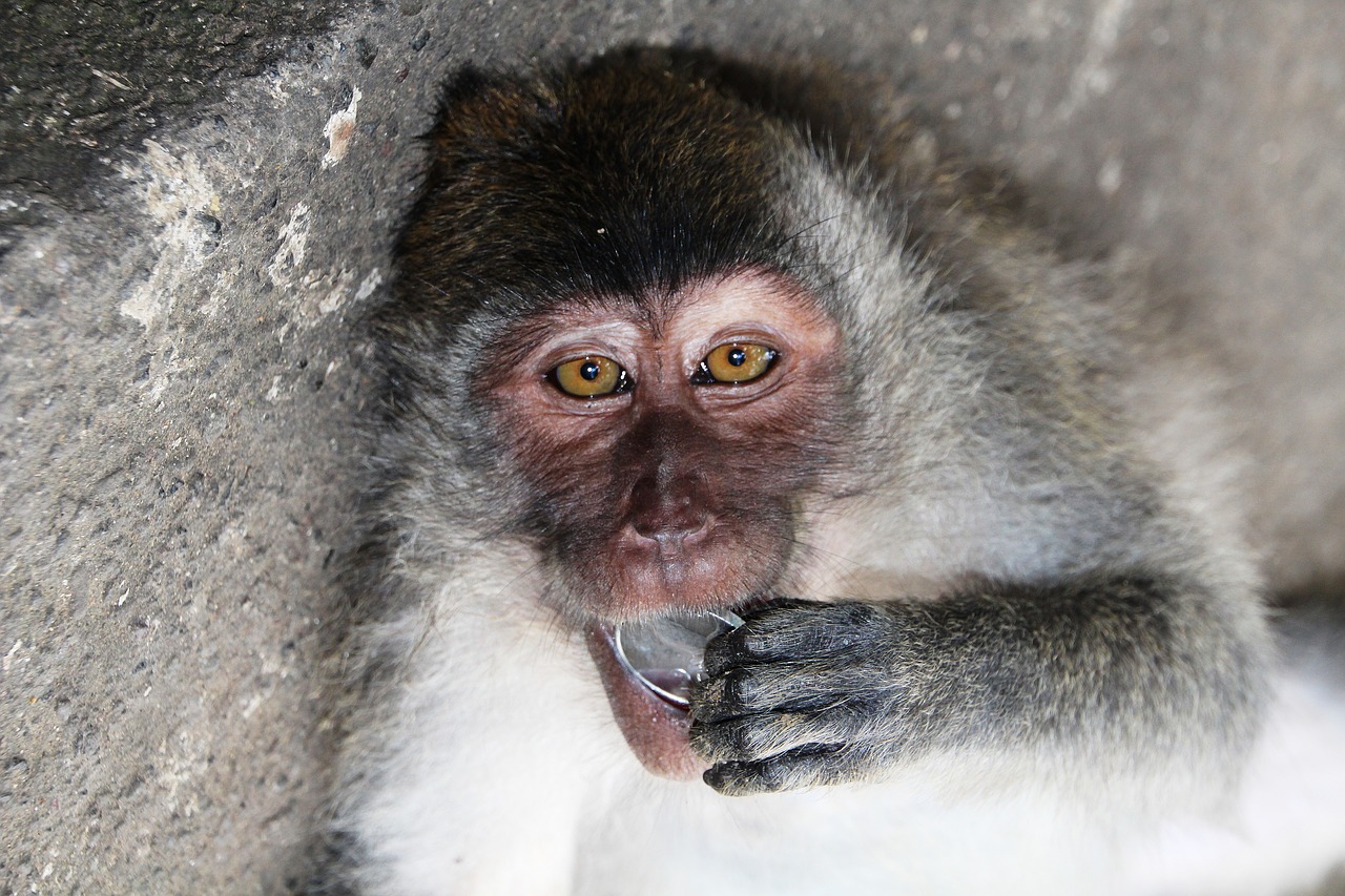 bali monkey emotion free photo