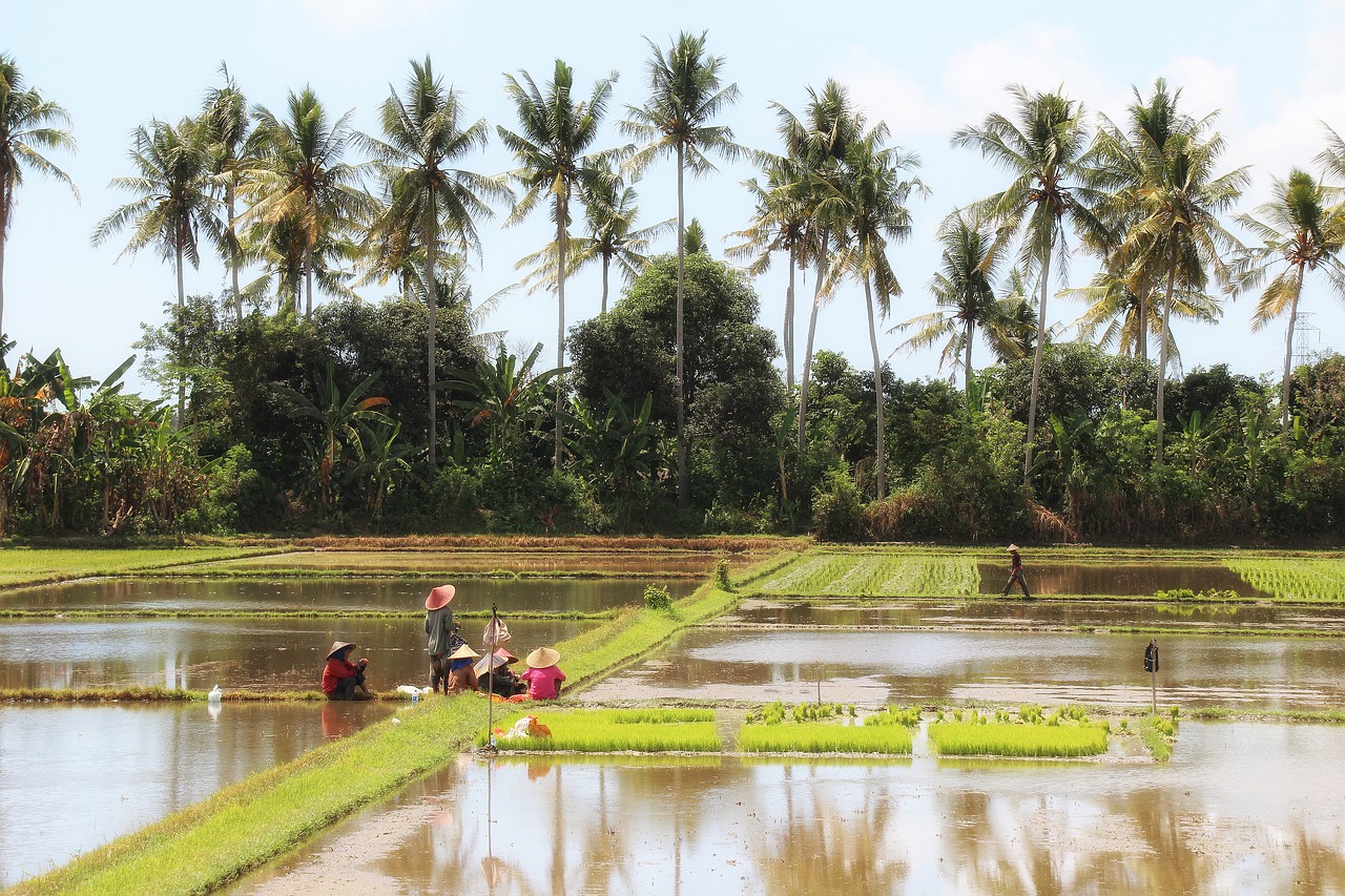 bali landscape rice field free photo