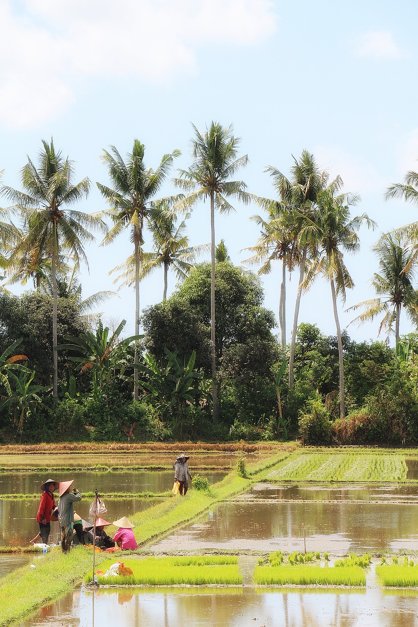 bali landscape rice field free photo