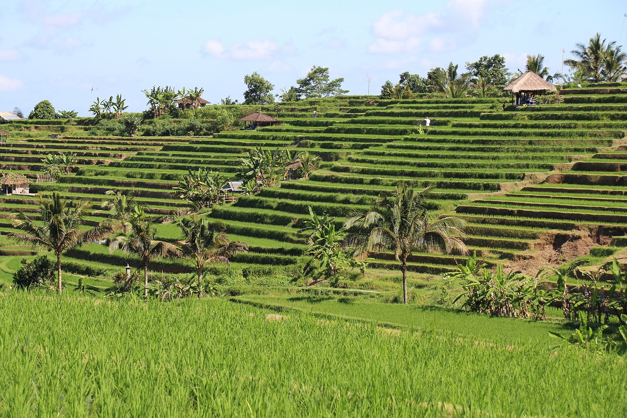 bali rice fields jatiluwih free photo