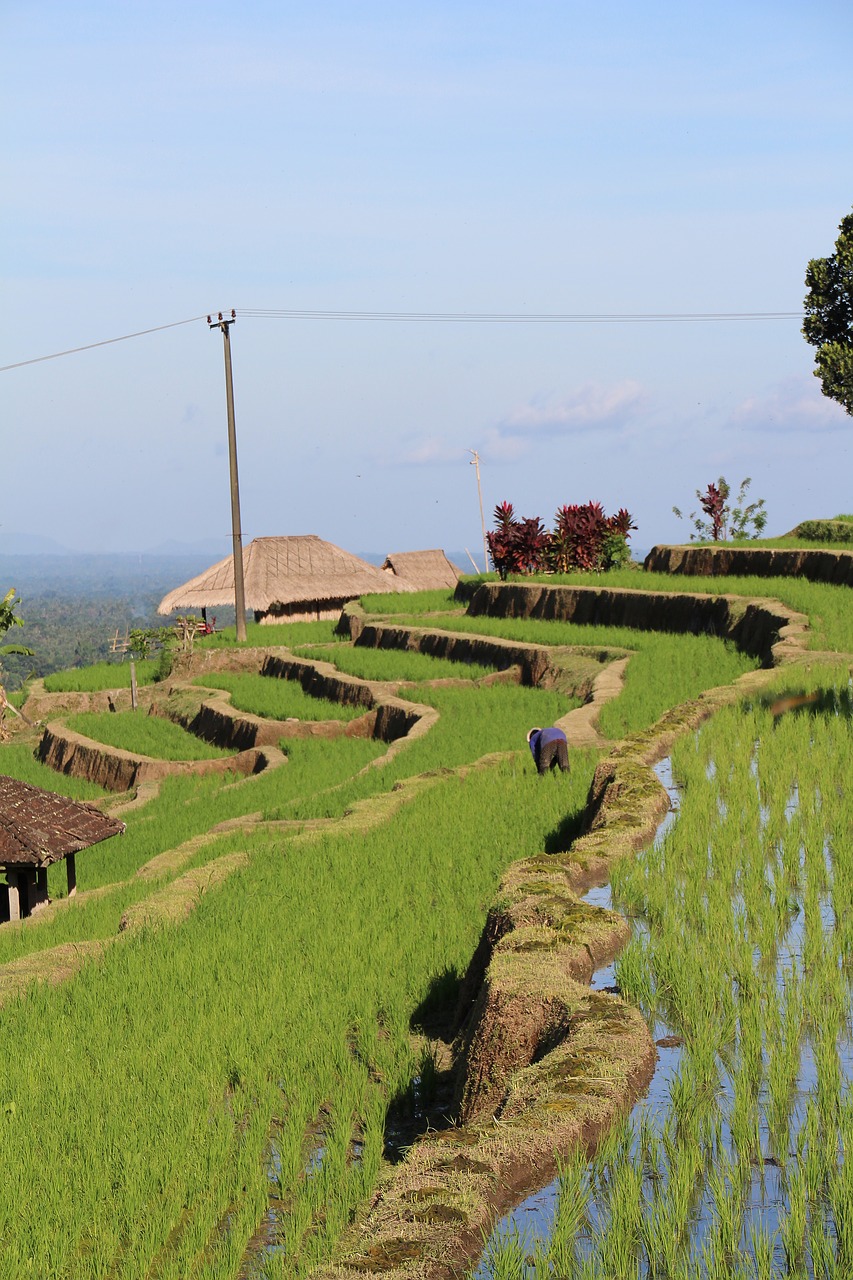 bali rice fields jatiluwih free photo