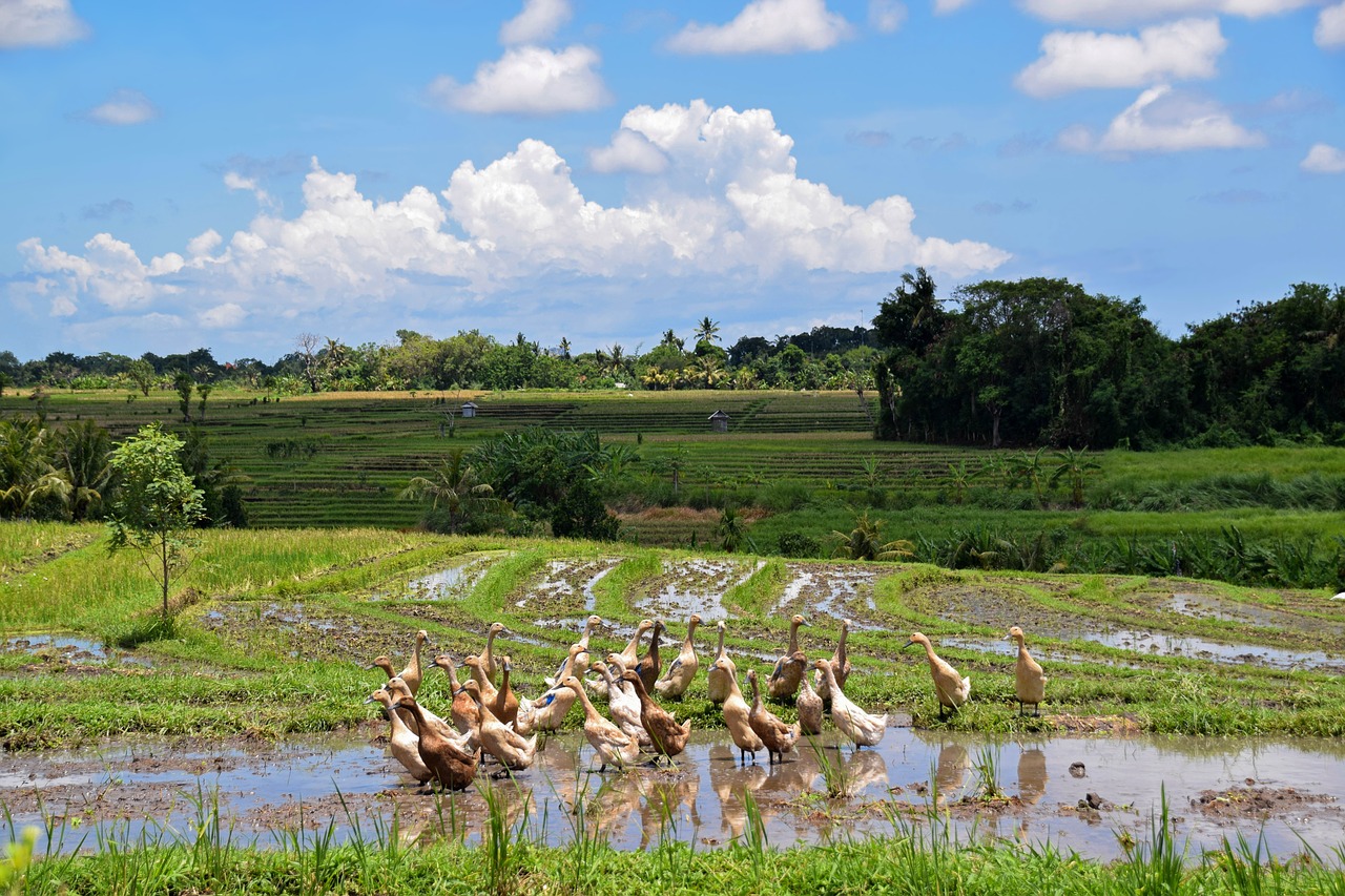 bali indonesia travel free photo