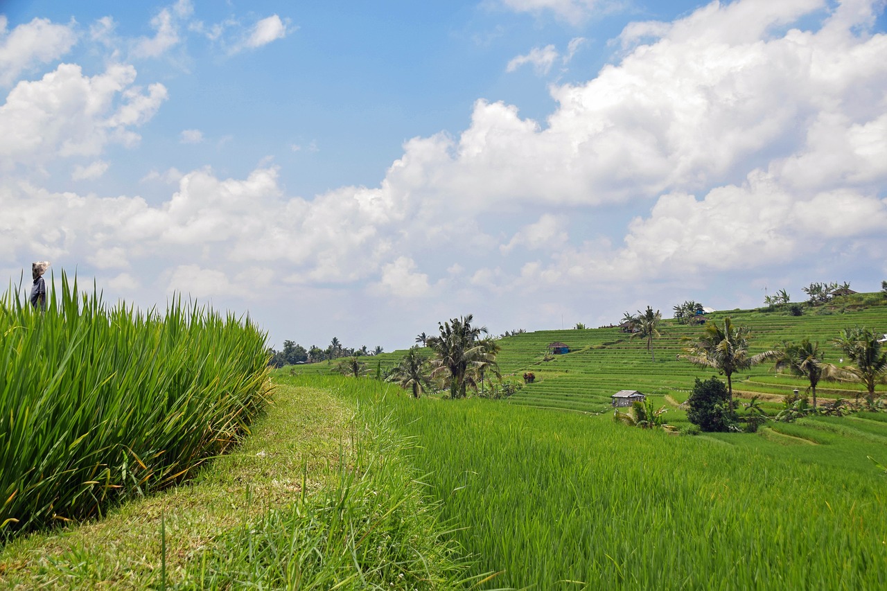 bali indonesia travel free photo