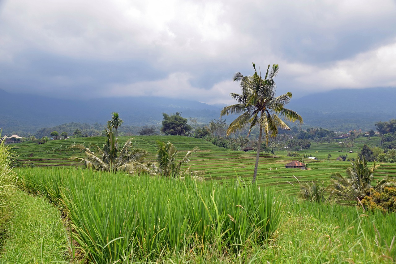 bali indonesia travel free photo