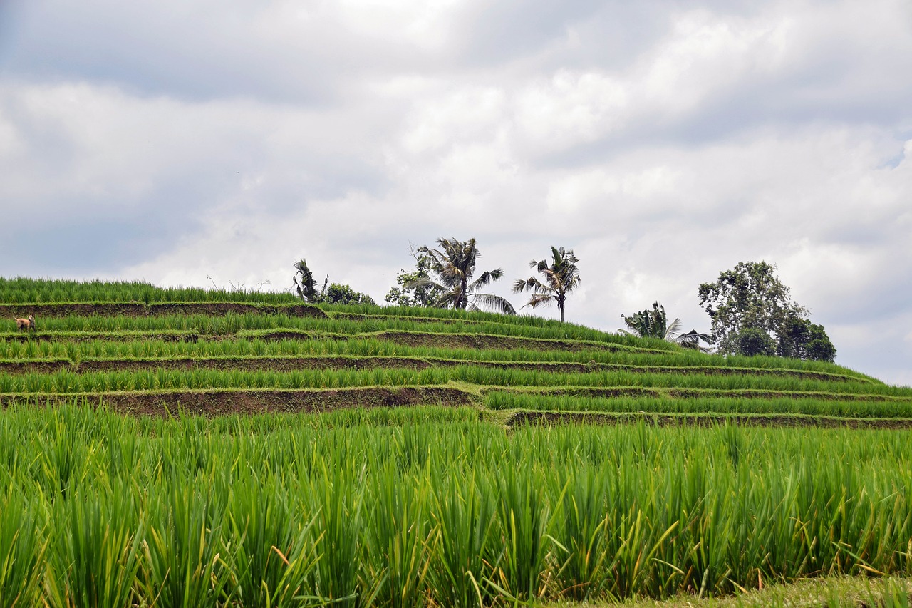 bali indonesia travel free photo