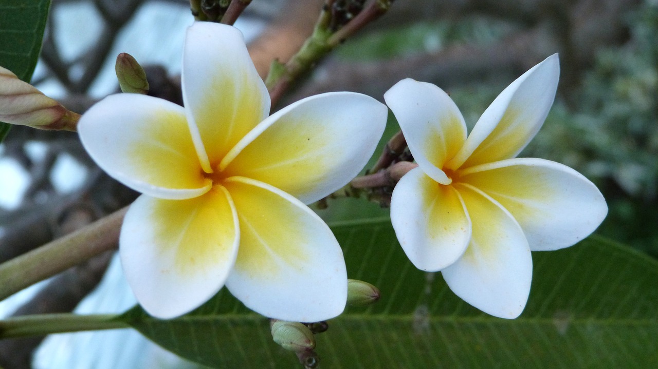 bali flowers frangipani free photo