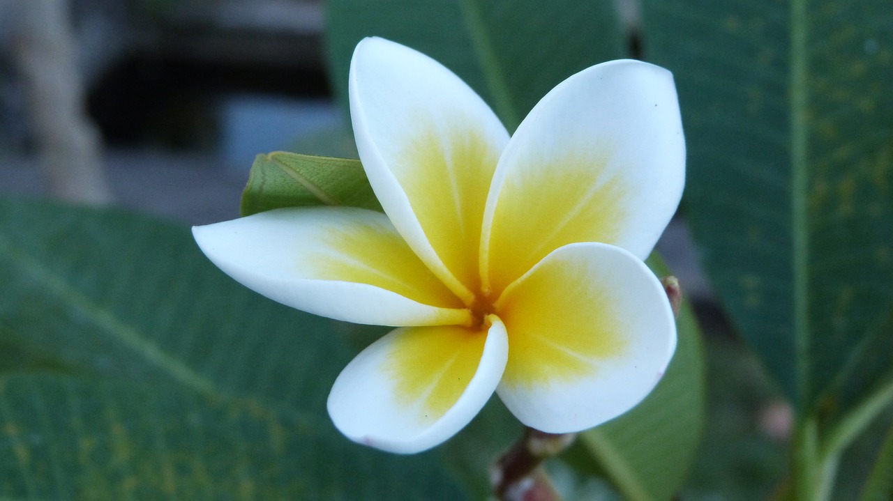 bali flower frangipani free photo