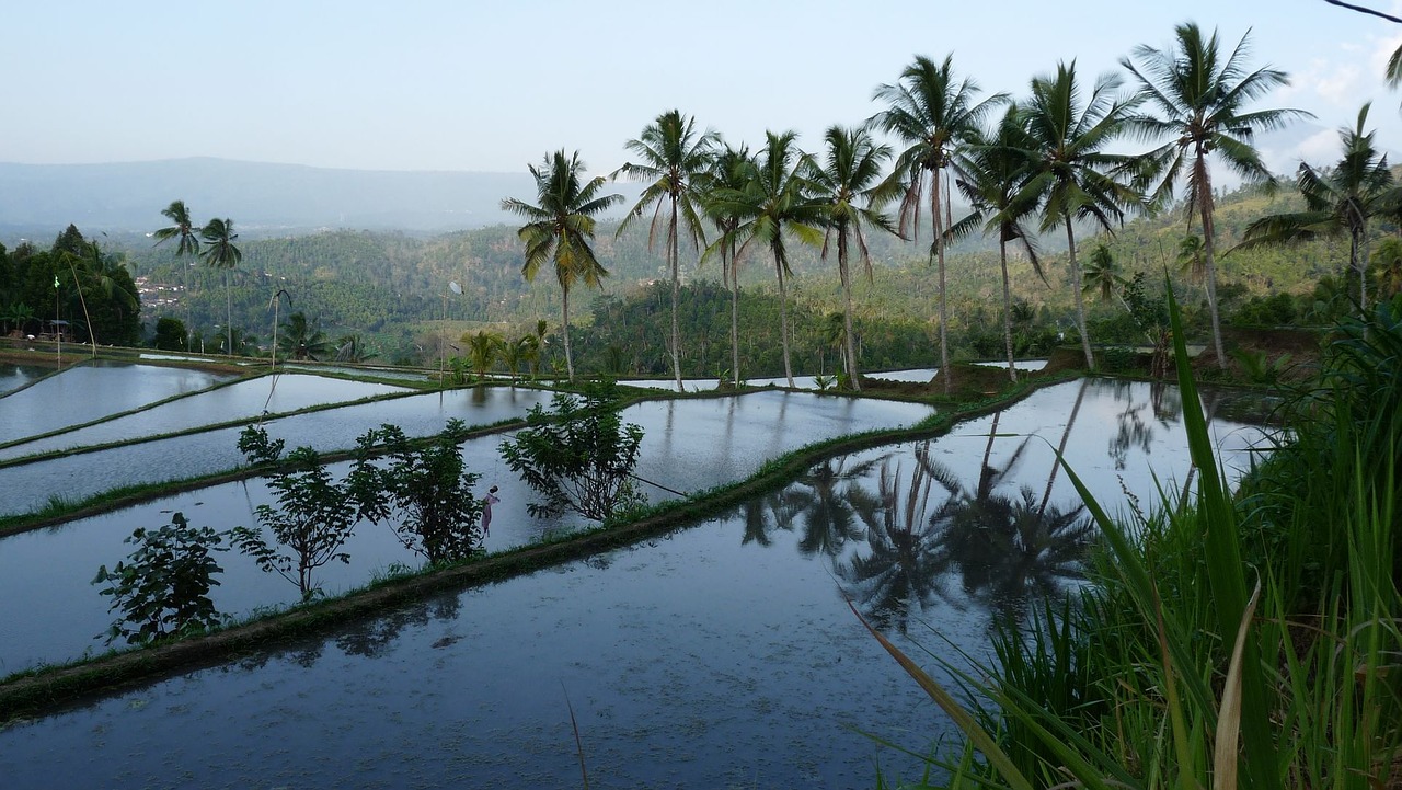 bali rice field reflections free photo