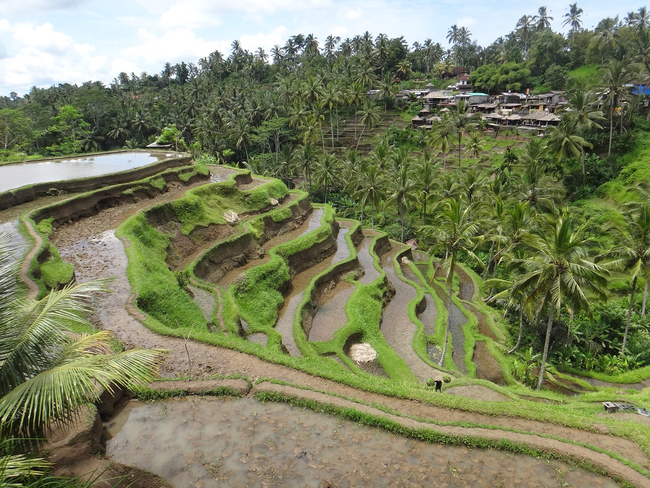 bali rice terrace free photo