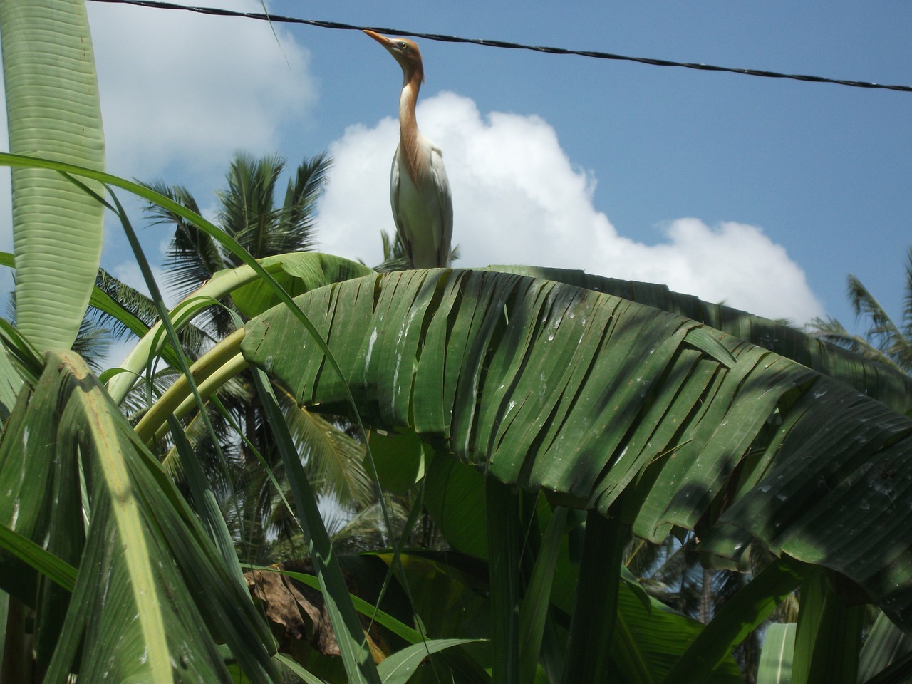 bali indonesia asia free photo