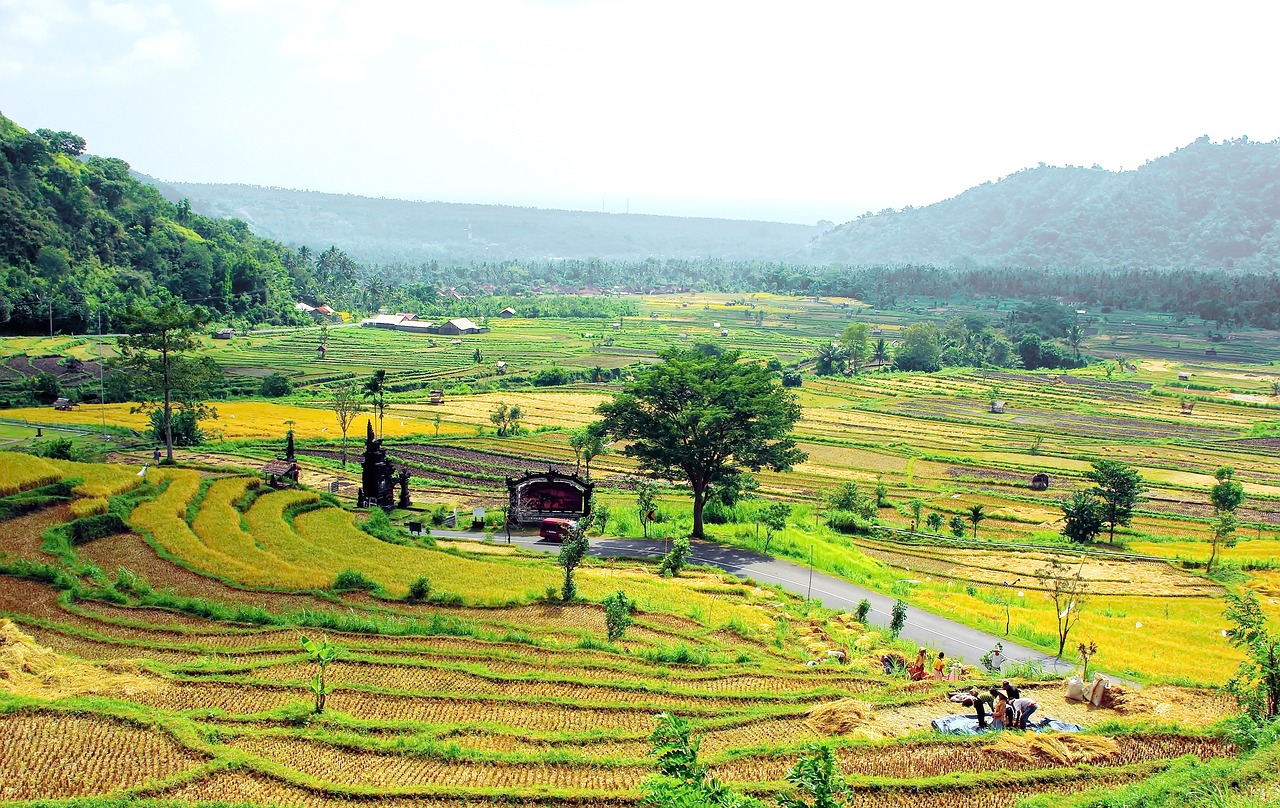 bali indonesia rice free photo