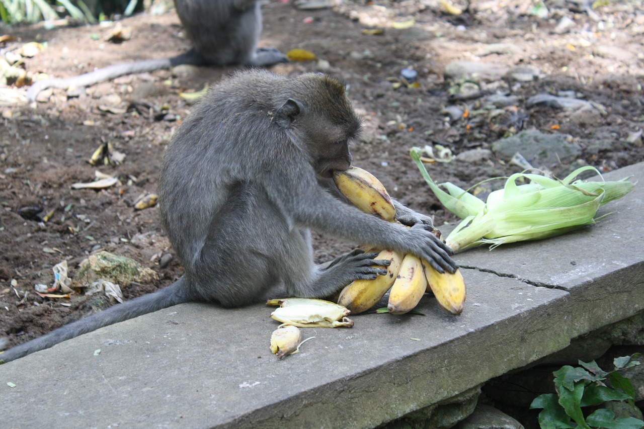 bali indonesia monkey forest free photo