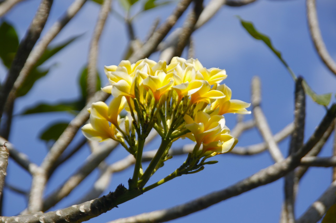 bali flower komboja free photo