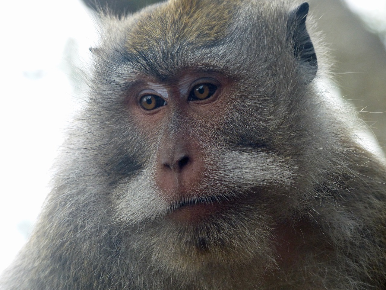 bali indonesia monkey free photo