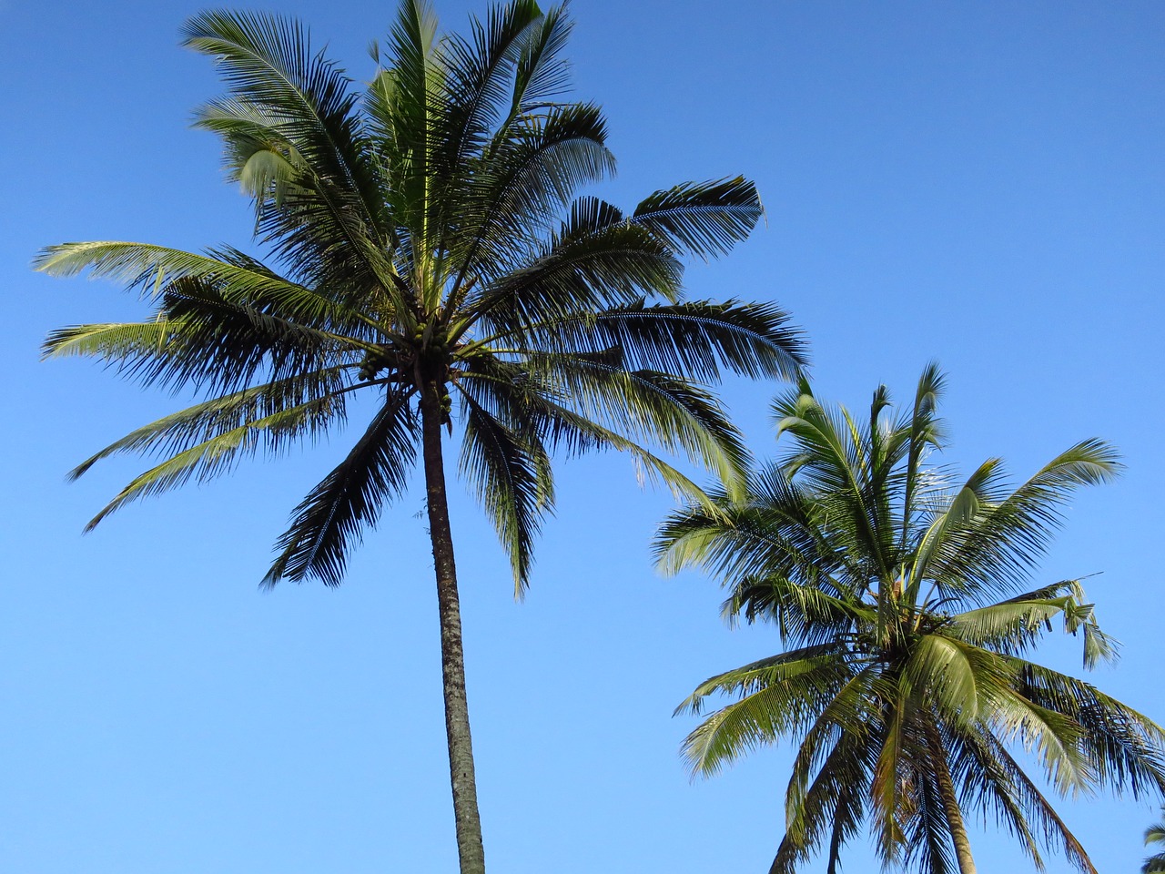 bali palm trees coconut free photo