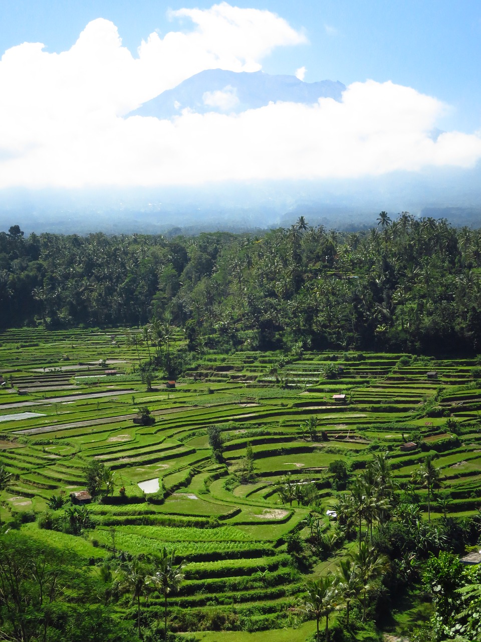 bali rice fields volcano free photo