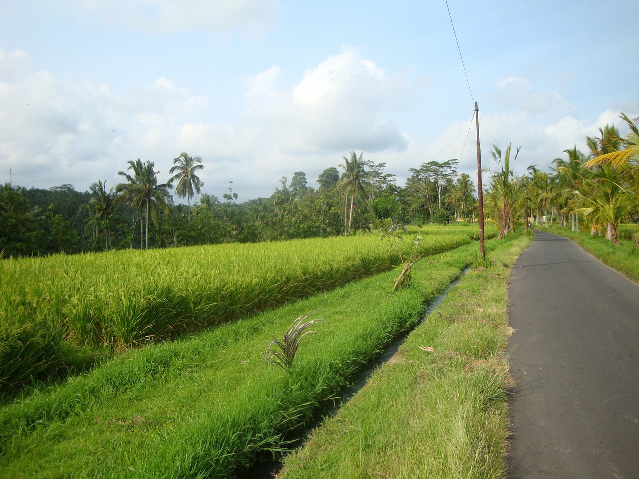 bali ubud ricefields free photo