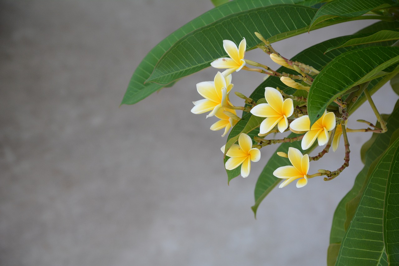 bali national flower plumeria free photo