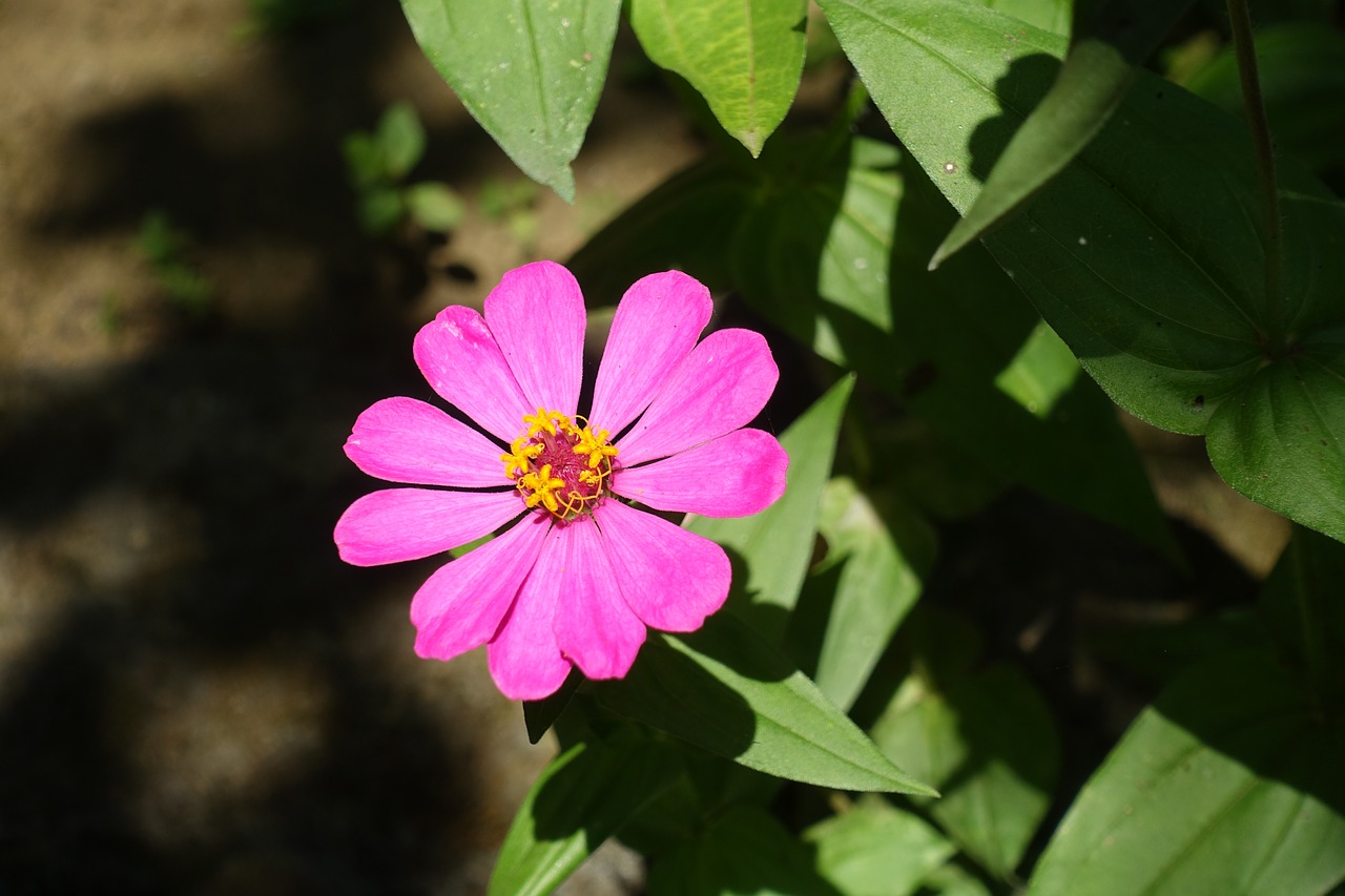 bali blossom bloom free photo