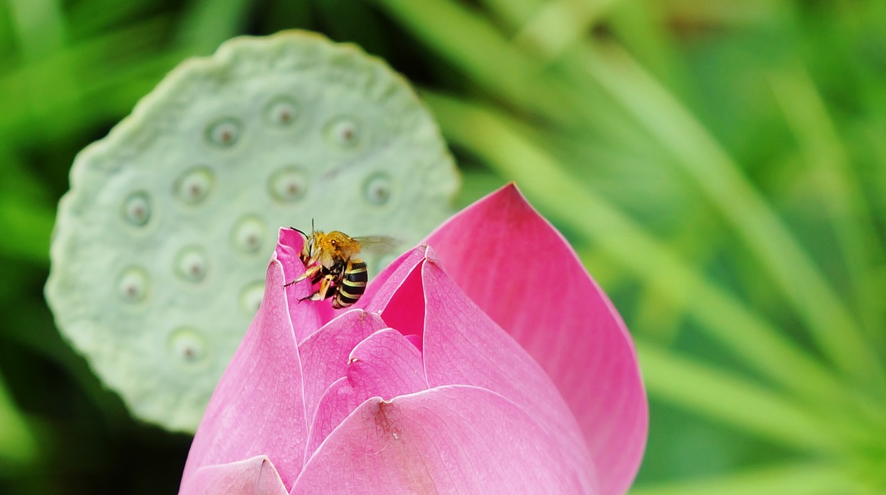 bali nature flower free photo