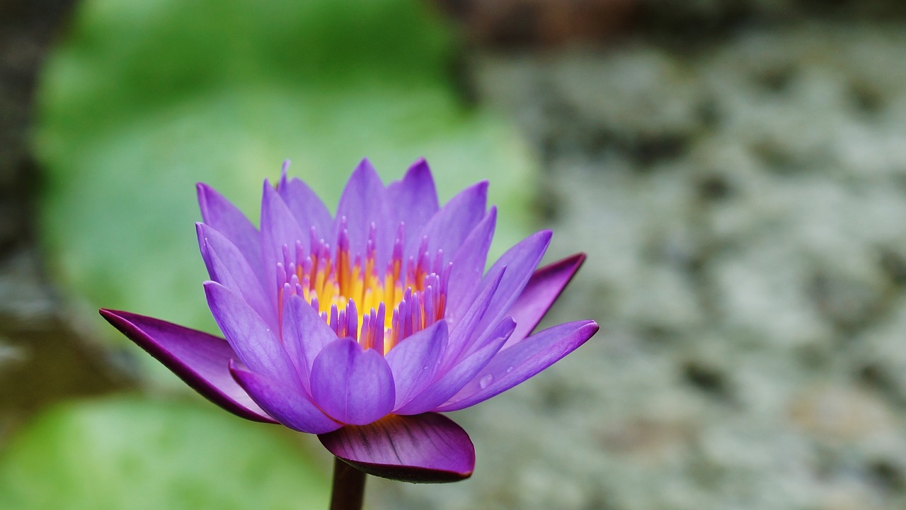 bali flower nature free photo