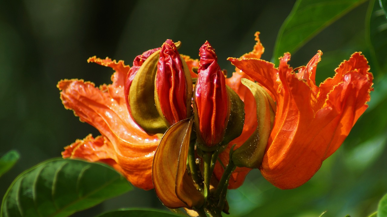 bali flower nature free photo